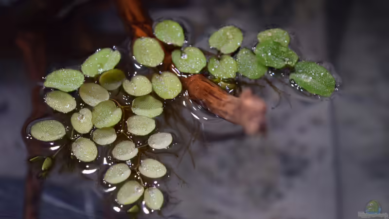 Salvinia natans von Junglist (19)