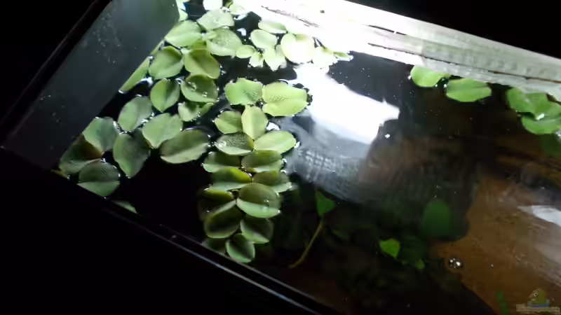 Salvinia natans von Koehler (24)