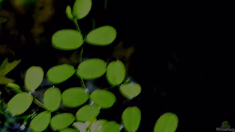 Salvinia natans von lomarraco (35)