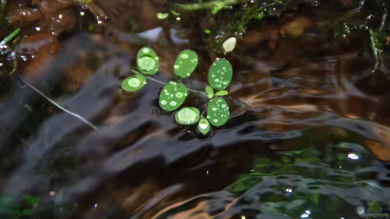 Salvinia natans von lomarraco (47)