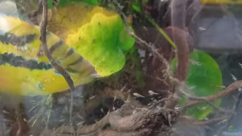 Salvinis mit jungen von Daniel Mayer (19)