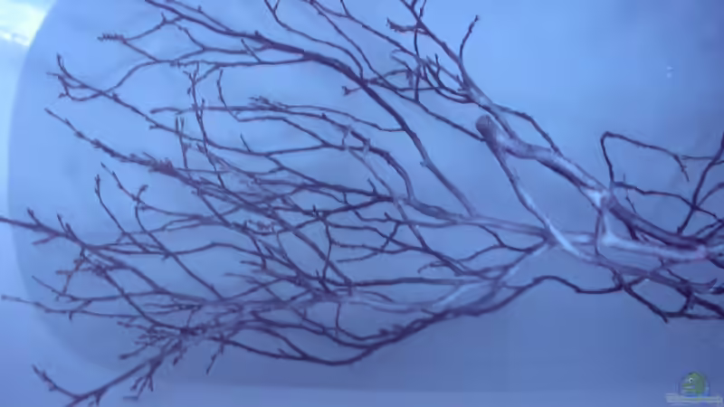 Salzbad (Detail des gewählten Astes) 14.05.2013 von Südamerikafreak BK (52)