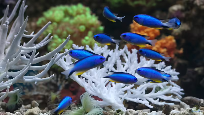 Salzwasser: So wird es für das Meerwasseraquarium aufbereitet