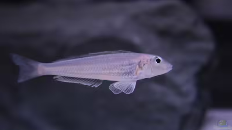 Sambia NACHWUCHS von PioMisSambia (15)