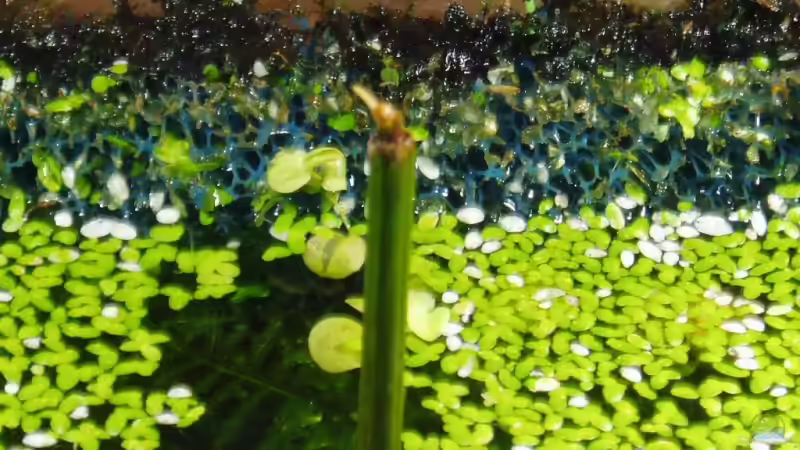 Samen einer Gelben Mangrove (Ceriops Tagal) mit ersten Trieben. von Aquaristricks (4)