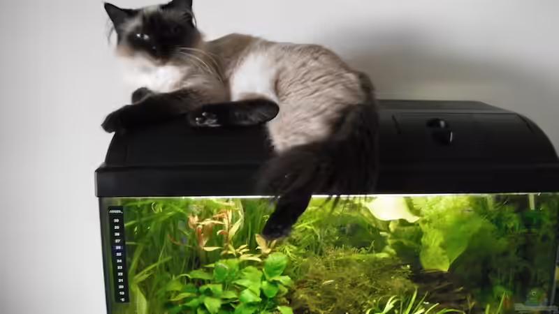 Samli von schwefelfell (13)