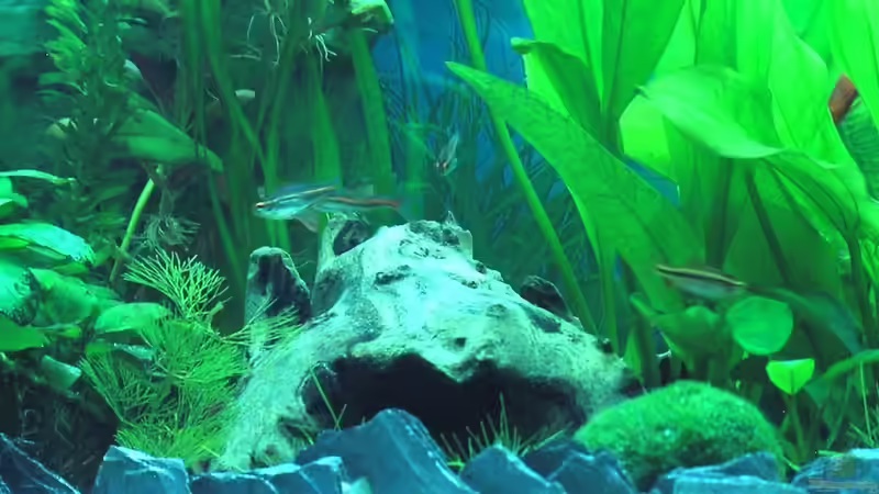 Sammler und Barben von H.G Wells (10)