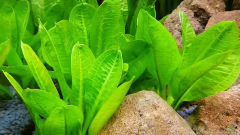 Samolus-Schwertpflanze von Sambia (27)