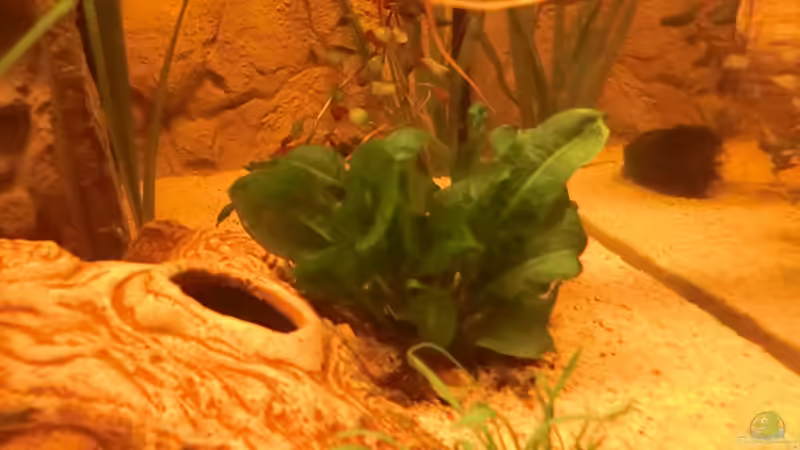 Samolus Schwertpflanze von Steven Tumma (15)