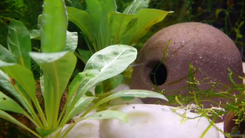 Samolus valerandi im Aquarium (Einrichtungsbeispiele mit Salzbunge)