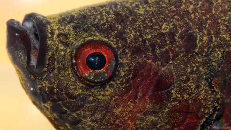 Samt- und Goldstaubkrankheit bei Aquariumfischen: Ursachen, Symptome und effektive Behandlung