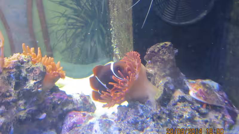 Samtanemonenfisch in Kupferanemone von lippfisch (16)