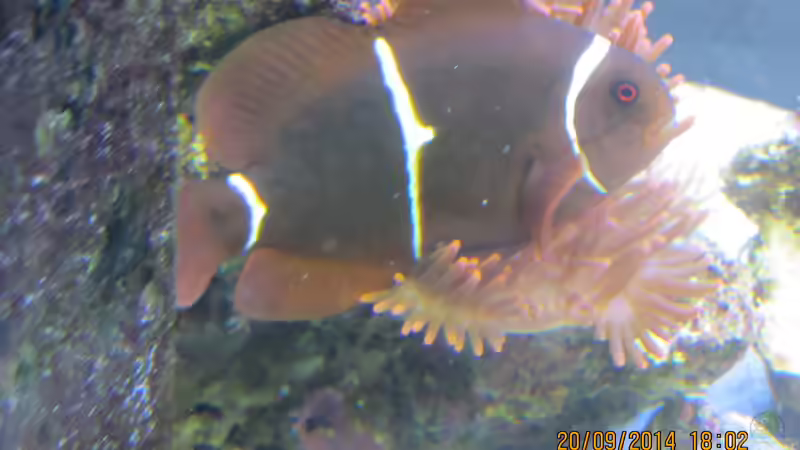 Samtanemonenfisch in Kupferanemone von lippfisch (37)