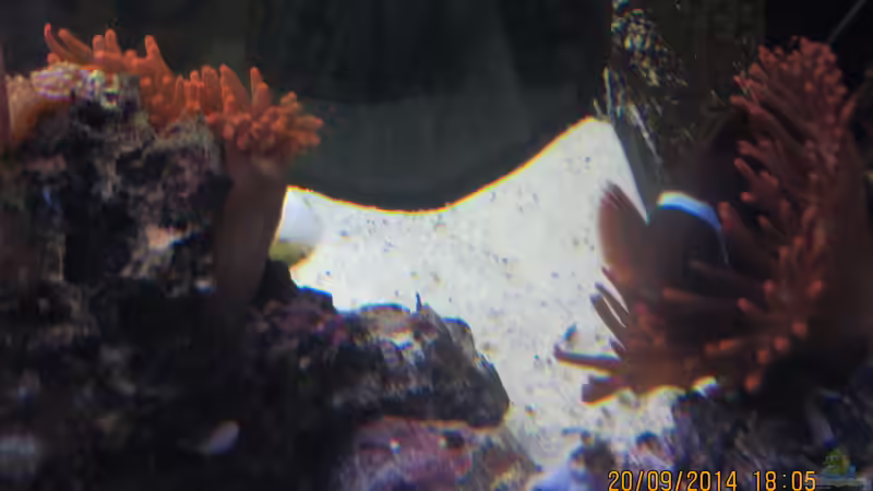 Aquarien mit Premnas biaculeatus (Samtanemonenfisch)