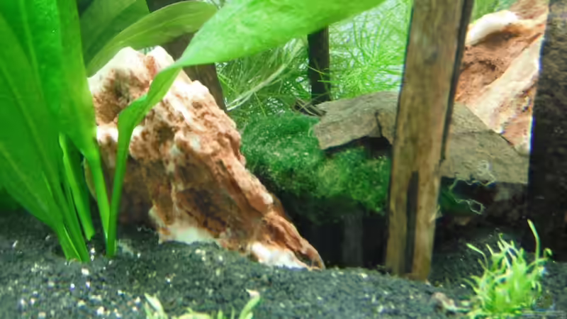 Samuraigestein & Wurzel von schwefelfell (7)