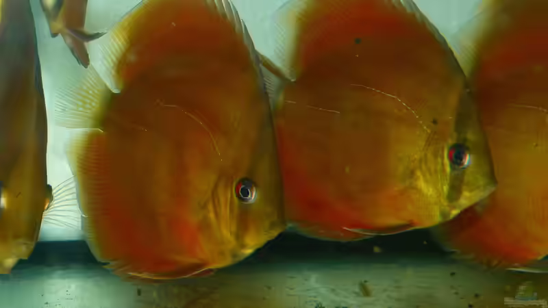 San Merah Diskus 03.01.15 von ~Marco~ (24)