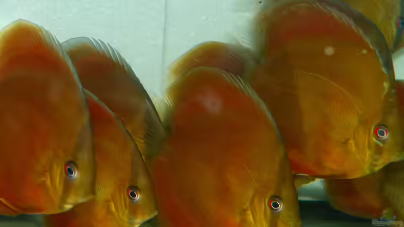 San Merah Diskus 03.01.15 von ~Marco~ (26)