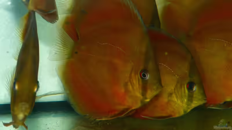 Diskusfische im Aquarium halten (Einrichtungsbeispiele mit Symphysodon)