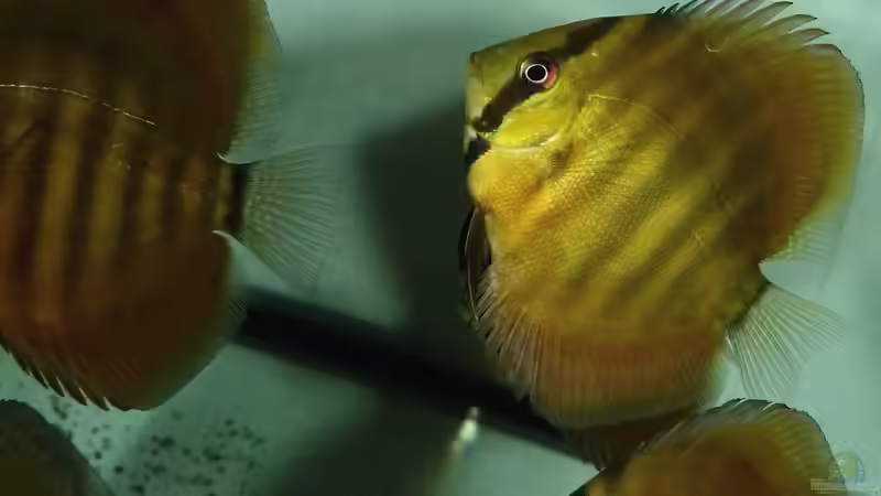 San Merah Diskus 09.10.14 von ~Marco~ (10)