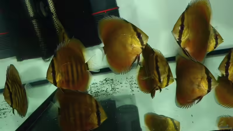 San Merah Diskus 09.10.14 von ~Marco~ (11)