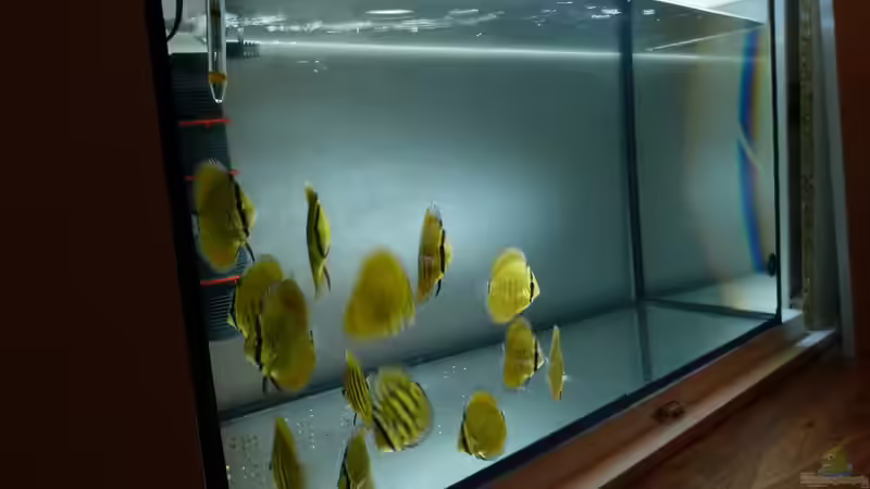 San Merah Diskus 09.10.14 von ~Marco~ (12)