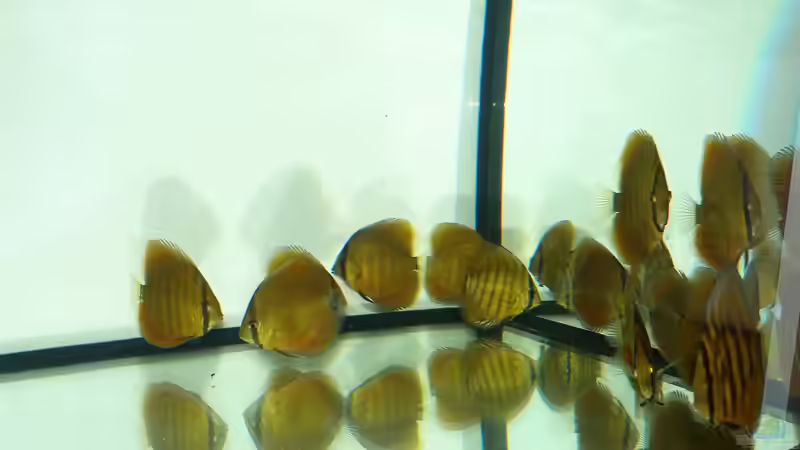 San Merah Diskus 09.10.14 von ~Marco~ (13)