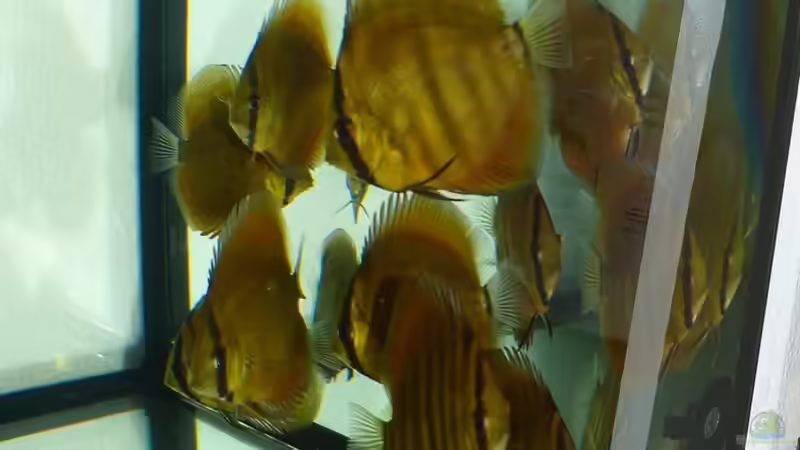 San Merah Diskus 09.10.14 von ~Marco~ (8)