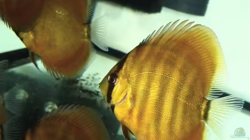 San Merah Diskus 09.10.14 von ~Marco~ (9)