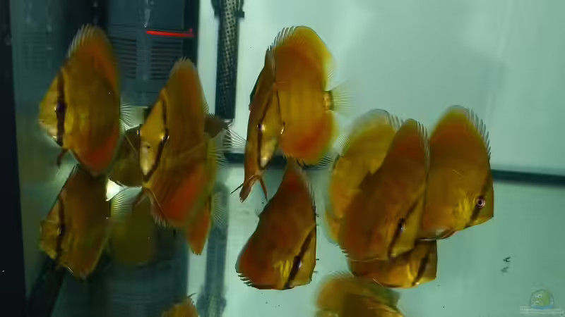 San Merah Diskus 21.10.14 von ~Marco~ (14)