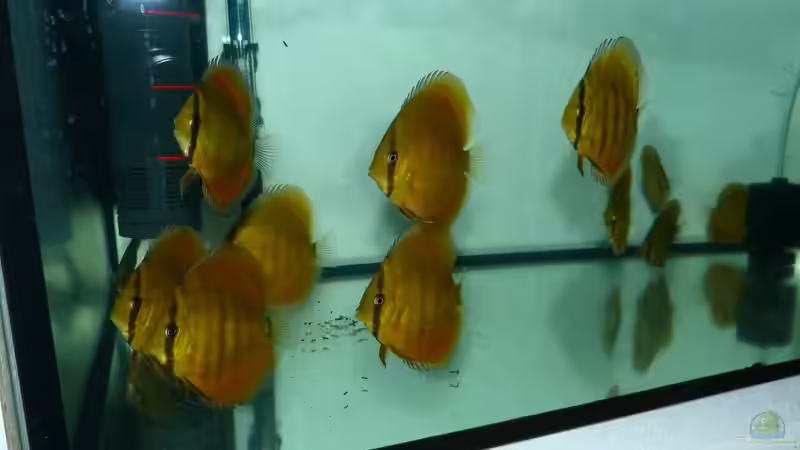 San Merah Diskus 21.10.14 von ~Marco~ (16)