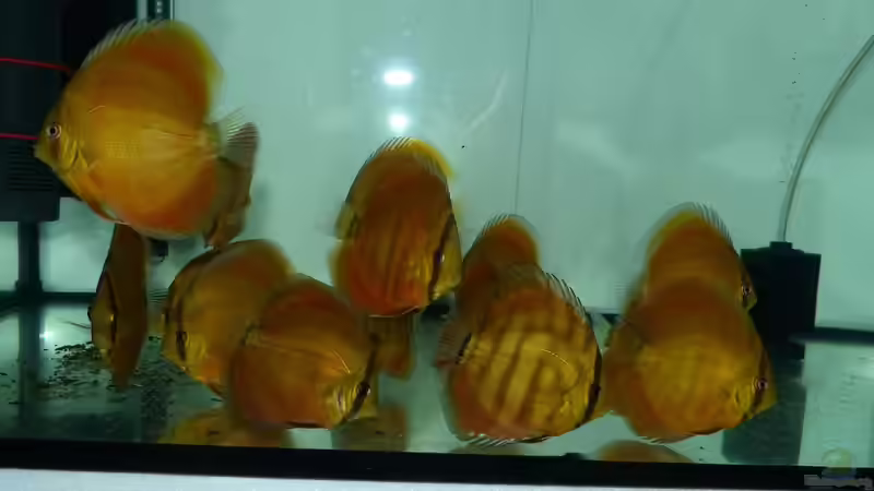 San Merah Diskus 27.11.14 von ~Marco~ (17)