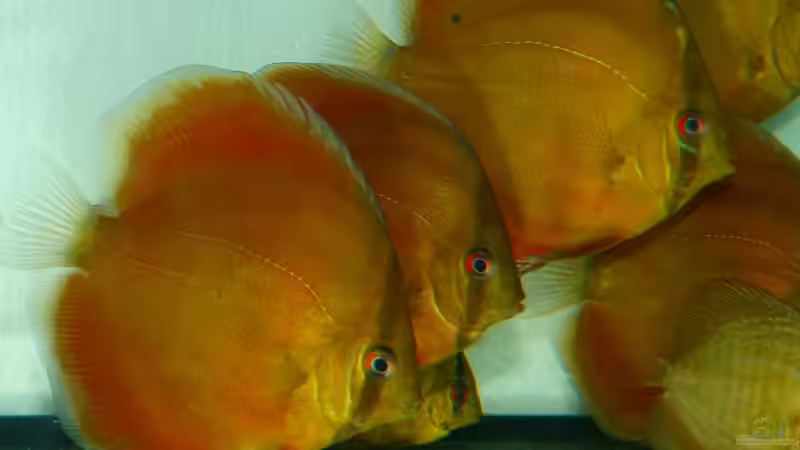 San Merah und Leopard Snakeskin Diskus 03.01.15 von ~Marco~ (22)