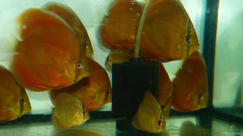 San Merah und Leopard Snakeskin Diskus 03.01.15 von ~Marco~ (23)