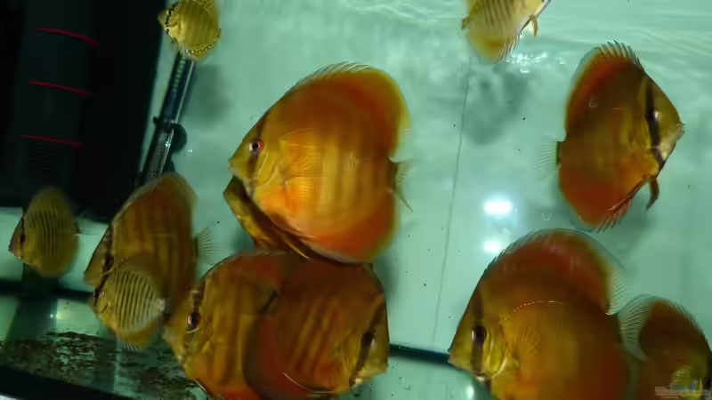 San Merah und Leopard Snakeskin Diskus 13.12.14 von ~Marco~ (19)