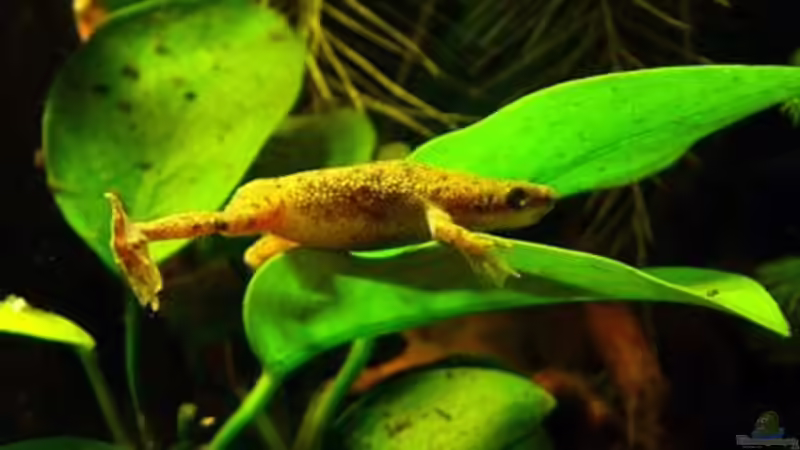 Sancho beim Abhängen in der Anubia von Andrea Lorenz (6)