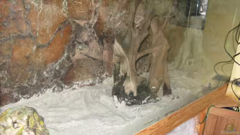 Sand, Wurzeln und Deko sind wieder im Becken von Andrea (2)