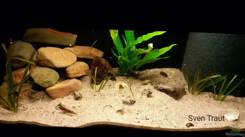 Sand and Shells von Bitman (1)