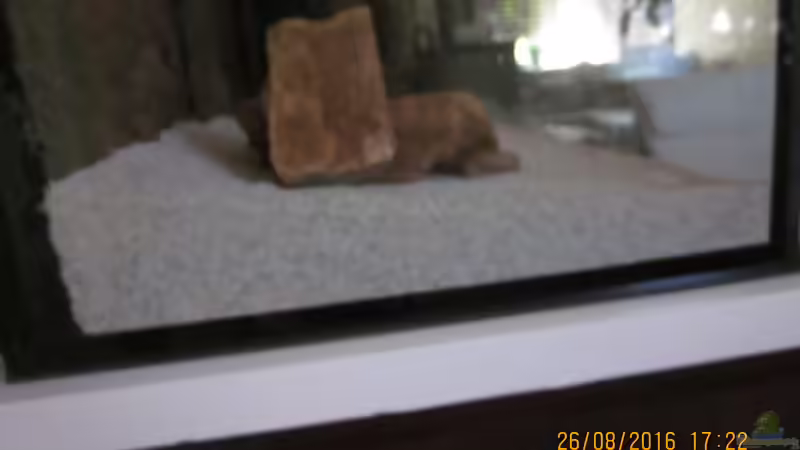 Sand und versteinertes Holz von Ottche (26)