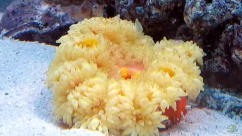 Sandanemone von Petra Kallmeyer (8)