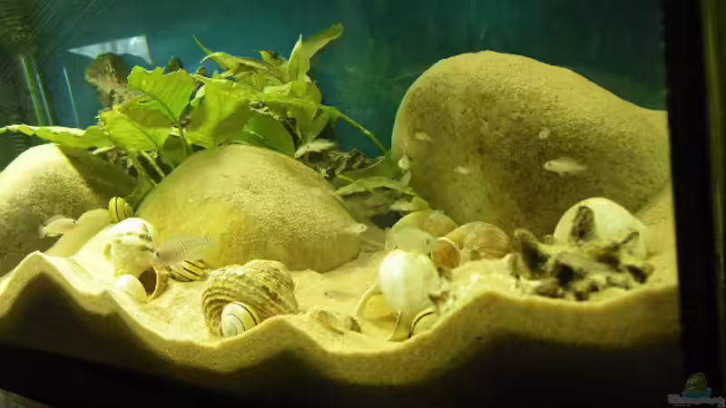 Sandbewegungen von Bazzi (12)