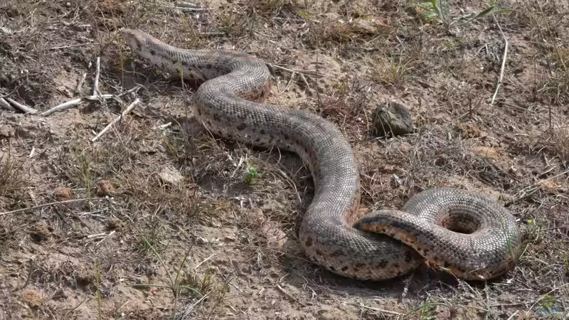 Sandboas: Das macht sie bei Terrarianern so beliebt
