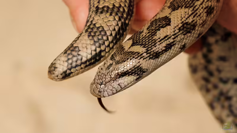 Sandboas: Das macht sie bei Terrarianern so beliebt