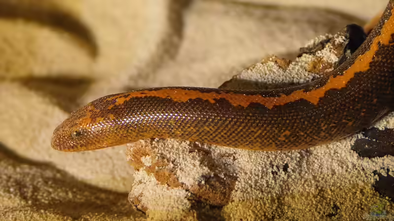 Sandboas: Das macht sie bei Terrarianern so beliebt