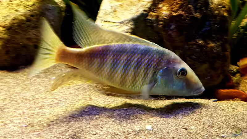 Sandcichliden aus dem Malawisee: So wird das Aquarium optimal eingerichtet