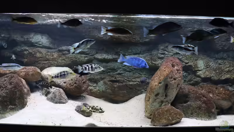 Sandcichliden aus dem Malawisee: So wird das Aquarium optimal eingerichtet