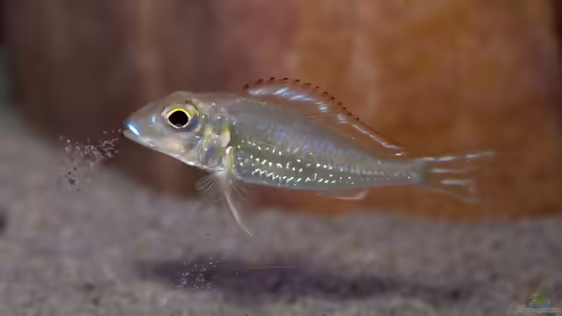 Sandcichliden aus dem Tanganjikasee: faszinierende Spezialisten für naturnahe Aquarien