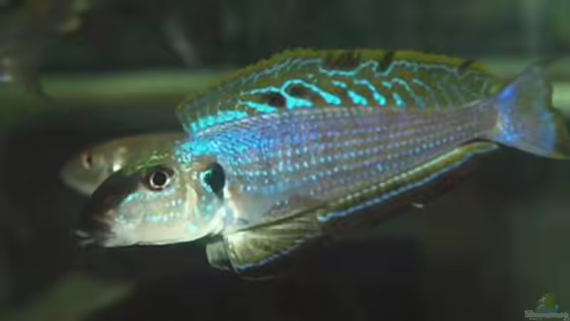 Sandcichliden aus dem Tanganjikasee: faszinierende Spezialisten für naturnahe Aquarien