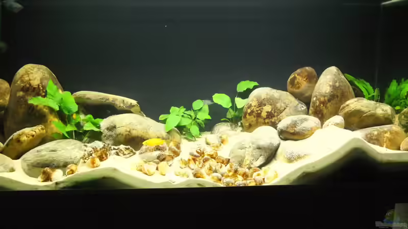 Sanddünen durch die multifasciatus von axolotl (17)