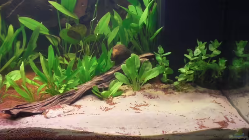 Sandecke durch Wurzel abgetrennt von Misterdaddy (14)