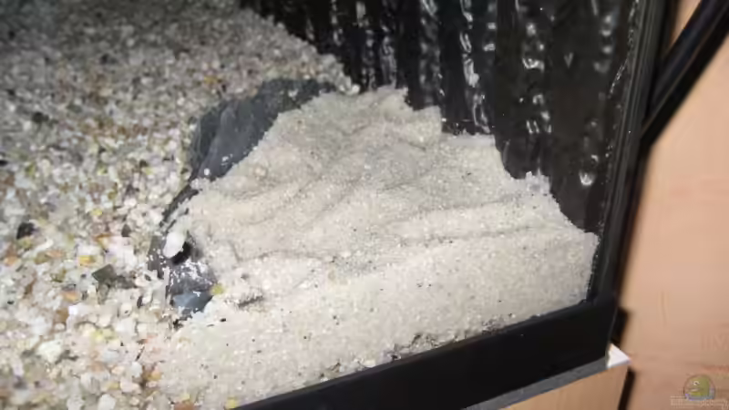 Sandecke für Corydoras paleatus von Robert Hajok (7)